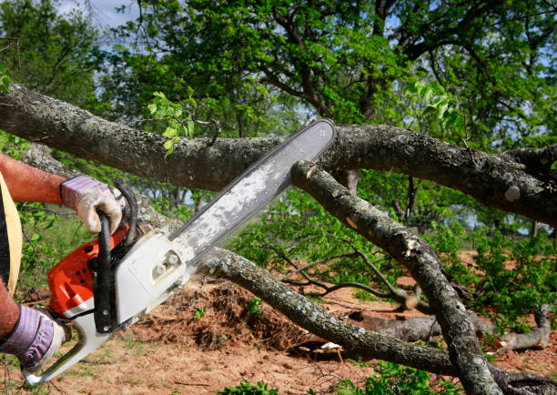 Trusted Jackson, MO Tree Services Experts